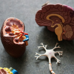 Down Syndrome Alzheimers Study
