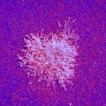 Chromasome