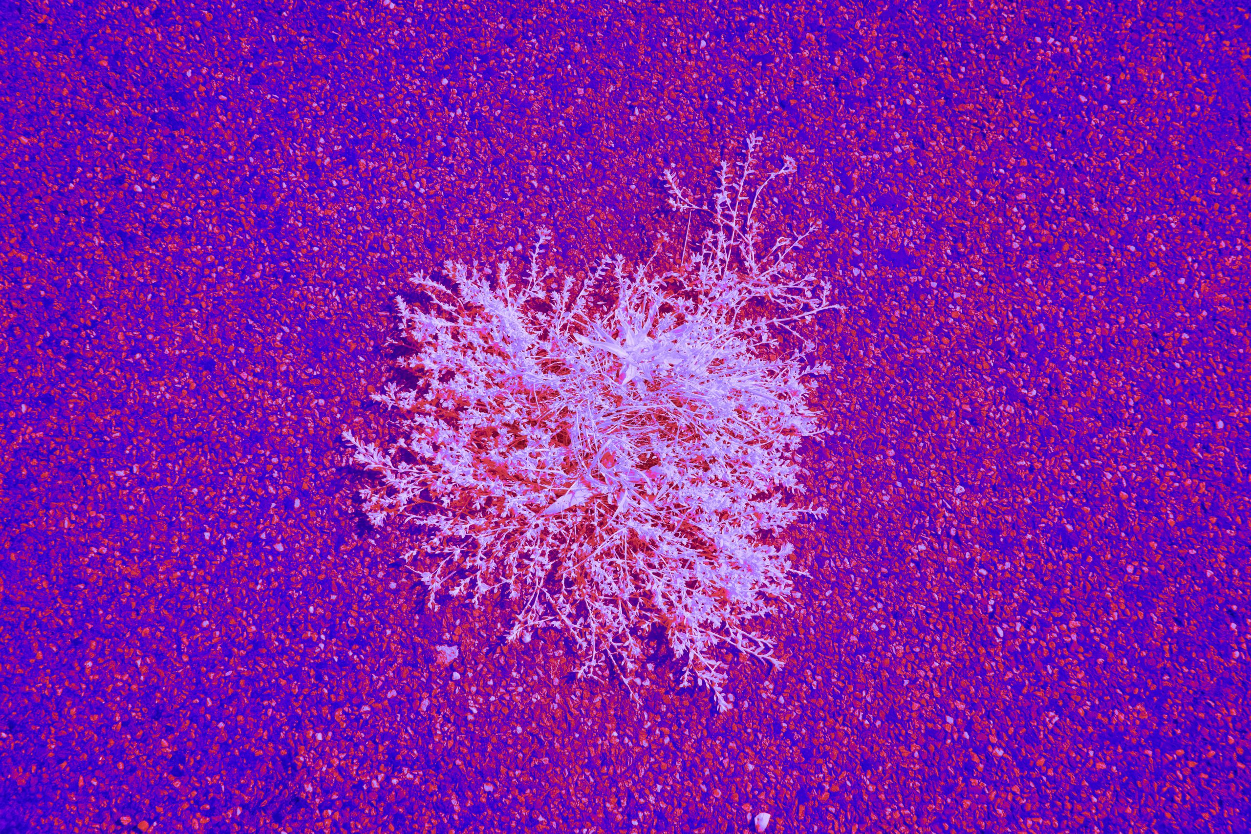 Chromasome